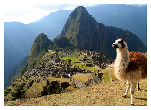 Kép - Láma és Machu Picchu (70x50 cm)