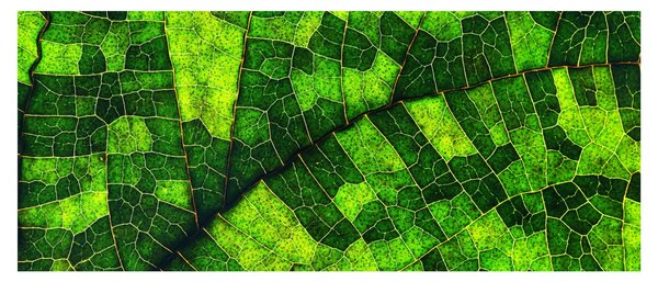 Kép - A lap részlete (120x50 cm)