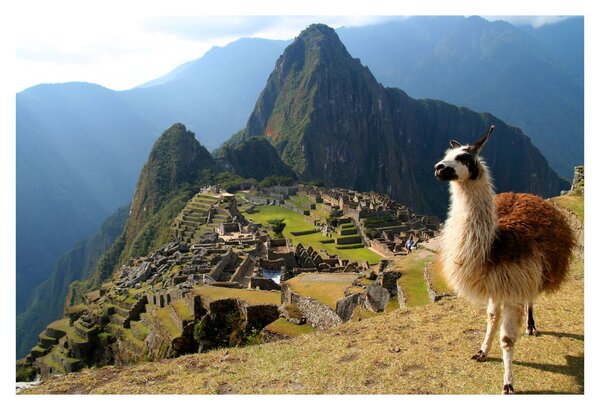 Kép - Láma és Machu Picchu (90x60 cm)