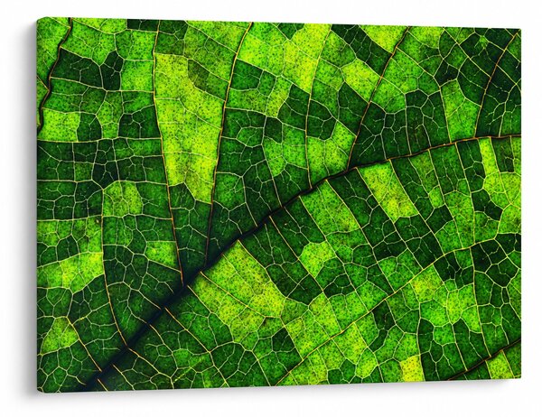 Kép - A lap részlete (70x50 cm)
