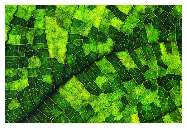 Kép - A lap részlete (90x60 cm)