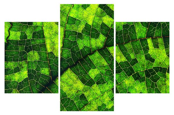 Kép - A lap részlete (90x60 cm)