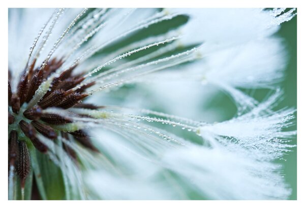 Kép - Egy virág részlete (90x60 cm)