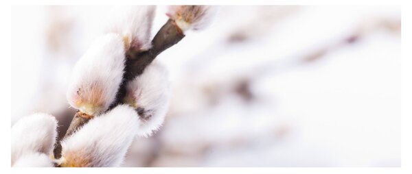 Kép - Macska (120x50 cm)