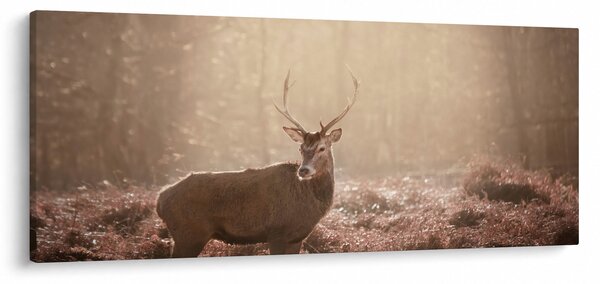 Kép - Szarvas az erdőben (120x50 cm)