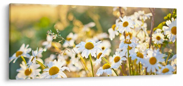 Kép - Százszorszépek (120x50 cm)
