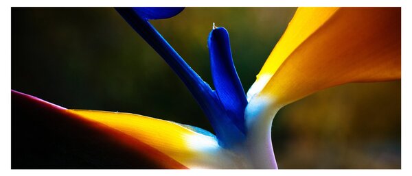 Kép - Egzotikus virág (120x50 cm)