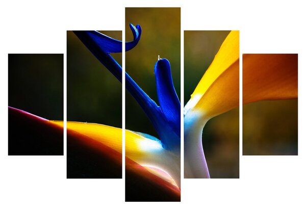 Kép - Egzotikus virág (150x105 cm)