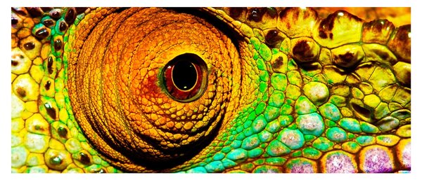 Kép - Kaméleon (120x50 cm)