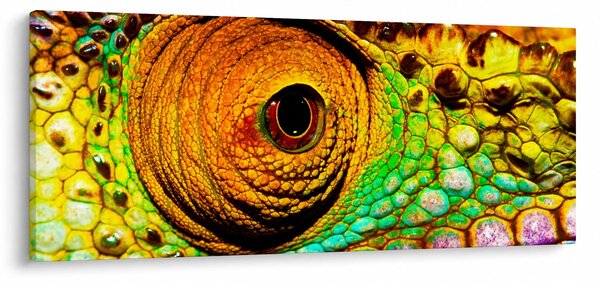Kép - Kaméleon (120x50 cm)