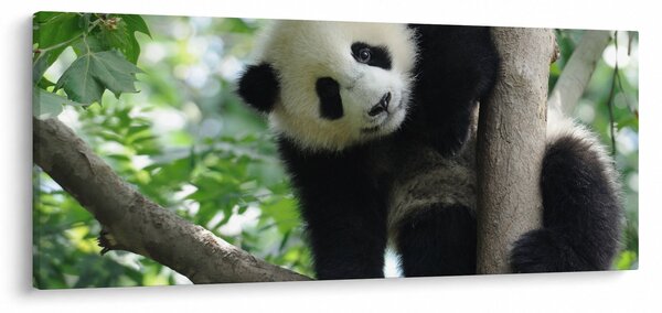 Kép - Panda a fán (120x50 cm)