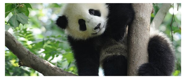 Kép - Panda a fán (120x50 cm)
