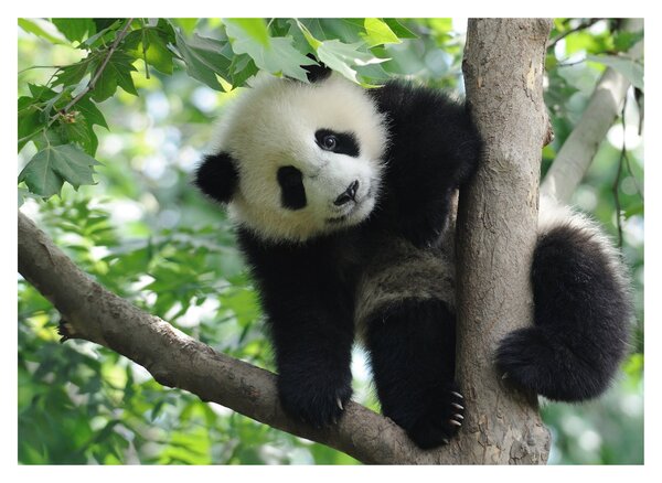 Kép - Panda a fán (70x50 cm)