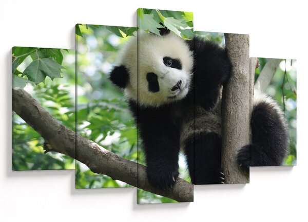 Kép - Panda a fán (150x105 cm)