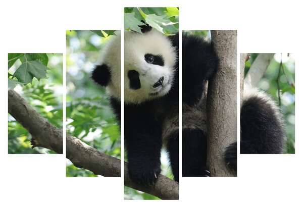 Kép - Panda a fán (150x105 cm)