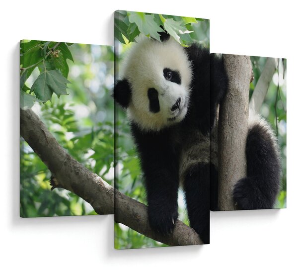 Kép - Panda a fán (90x60 cm)