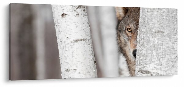 Kép - Farkas (120x50 cm)