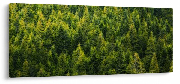 Kép - sűrű erdő (120x50 cm)