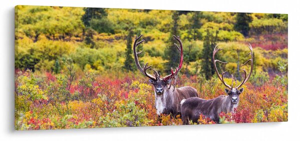 Kép - Caribou, Alaszka (120x50 cm)
