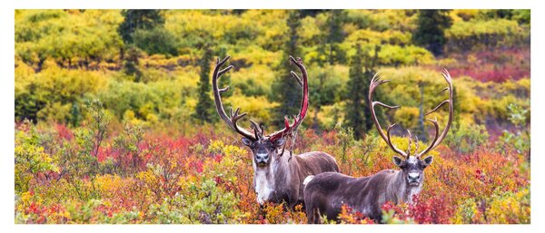 Kép - Caribou, Alaszka (120x50 cm)