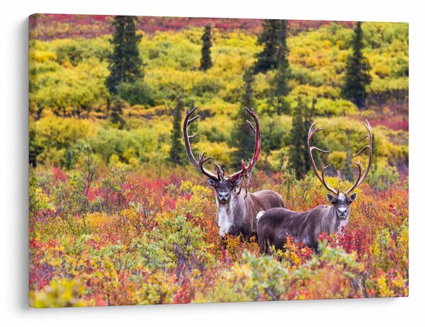Kép - Caribou, Alaszka (70x50 cm)