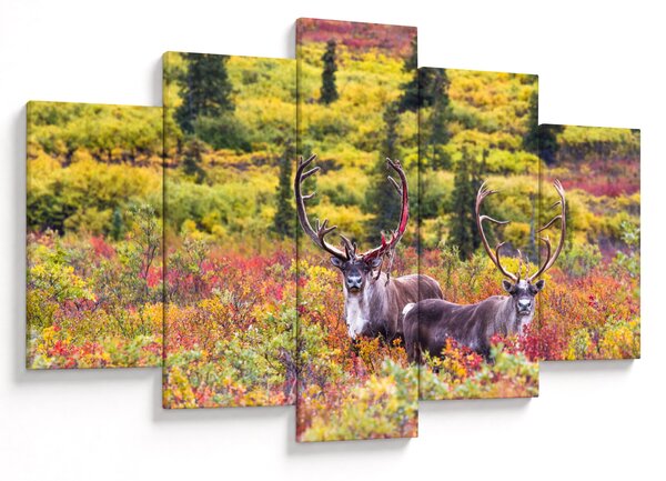 Kép - Caribou, Alaszka (150x105 cm)