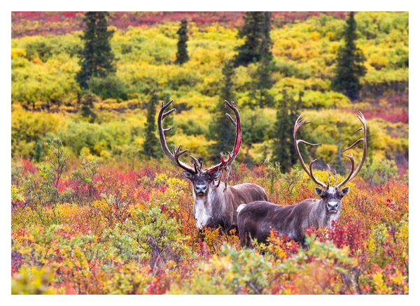 Kép - Caribou, Alaszka (70x50 cm)