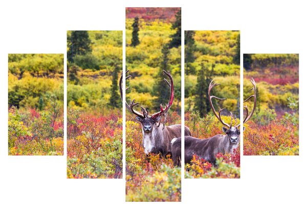 Kép - Caribou, Alaszka (150x105 cm)