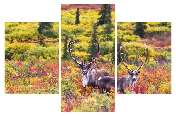 Kép - Caribou, Alaszka (90x60 cm)