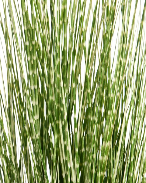 Műnövény ZEBRA GRASS 120 cm Zöld
