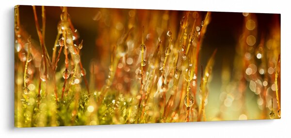 Kép - Harmat részlete (120x50 cm)