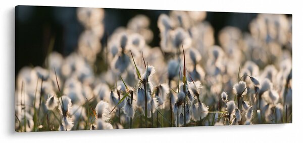 Kép - Keskenylevelű gyapjúsás (120x50 cm)
