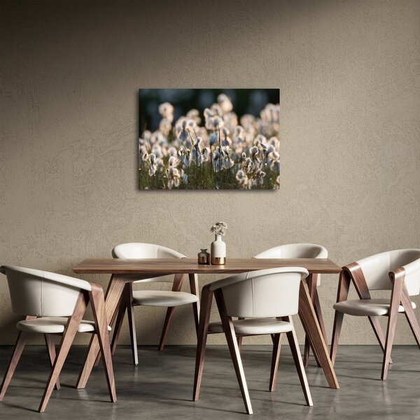 Kép - Keskenylevelű gyapjúsás (70x50 cm)
