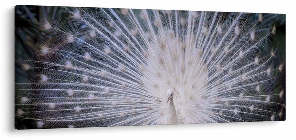 Kép - Fehér páva (120x50 cm)