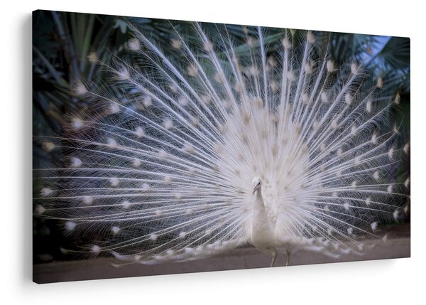 Kép - Fehér páva (90x60 cm)