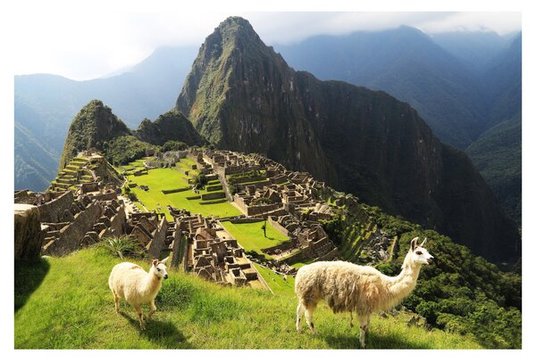 Kép - Lámák Machu Picchuban (90x60 cm)