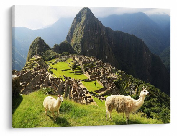 Kép - Lámák Machu Picchuban (70x50 cm)