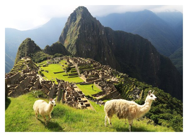 Kép - Lámák Machu Picchuban (70x50 cm)