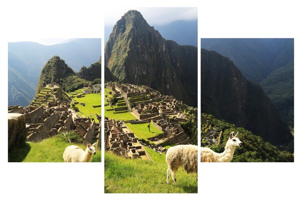 Kép - Lámák Machu Picchuban (90x60 cm)