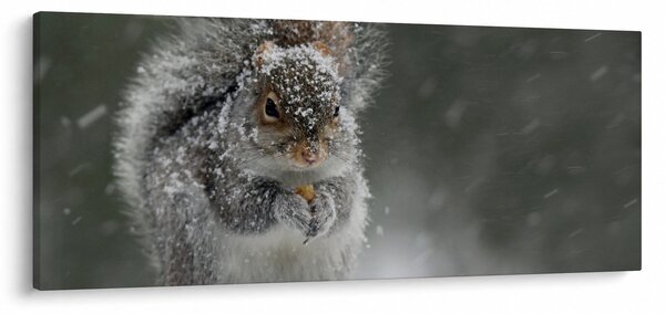 Kép - Mókus télen (120x50 cm)