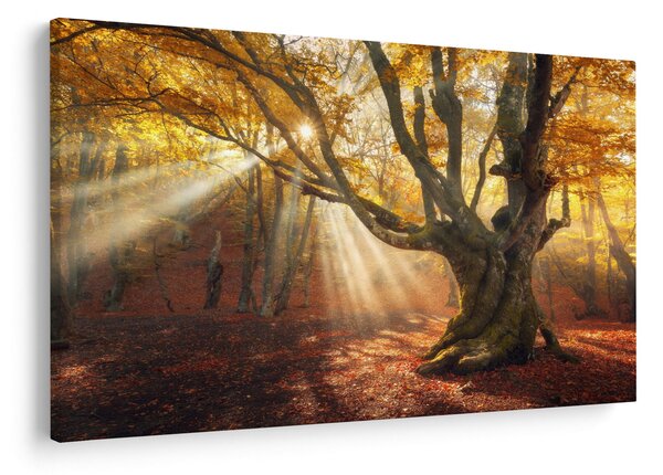 Kép - Őszi fény (90x60 cm)