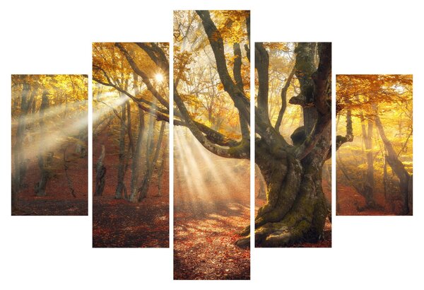 Kép - Őszi fény (150x105 cm)