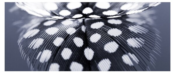 Kép - Toll (120x50 cm)