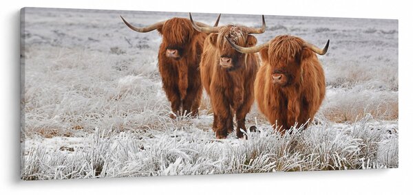 Kép - Skót tehenek (120x50 cm)