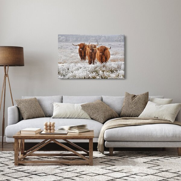Kép - Skót tehenek (90x60 cm)