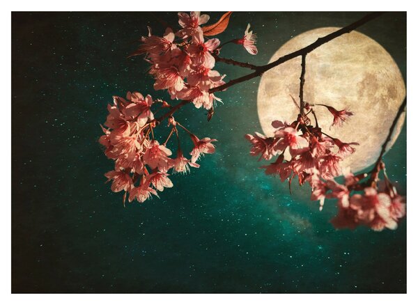 Kép - Sakura teliholdkor (70x50 cm)