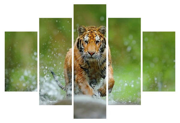 Kép - Futó tigris (150x105 cm)