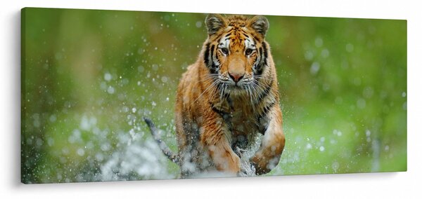 Kép - Futó tigris (120x50 cm)