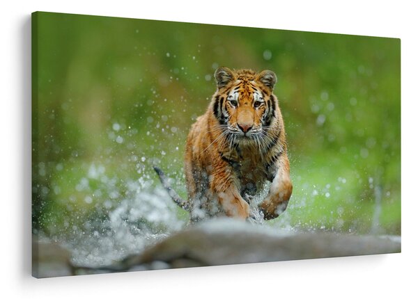 Kép - Futó tigris (90x60 cm)