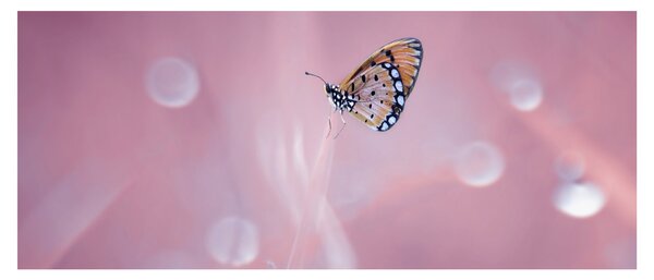 Kép - Pillangó (120x50 cm)